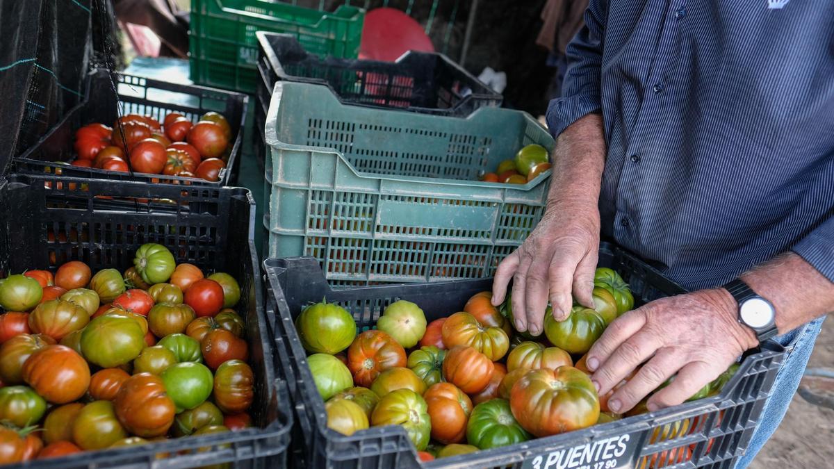 Cosecha de tomates en una finca de la Vega Baja.