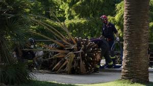 La parte superior de la palmera que, el martes pasado, se deplomó causando una víctima mortal en el parque de la Ciutadella. 