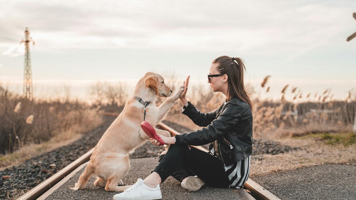 ¿Qué tipo de perro sería tu compañero ideal?