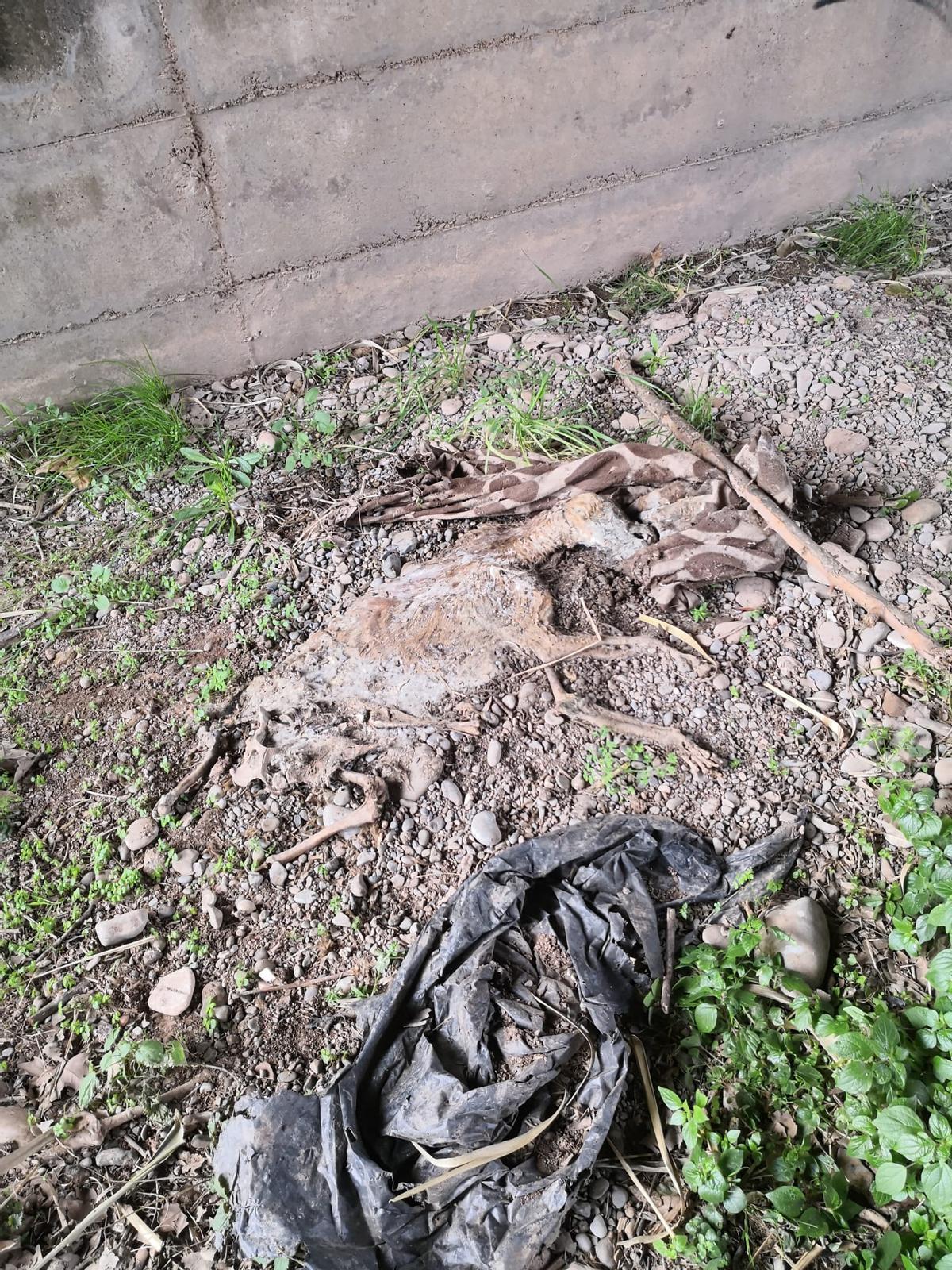 Un gos mort al costat del riu, a Manresa