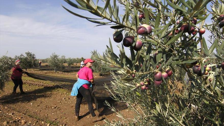 La baja producción de aceituna repercutirá en la mano de obra