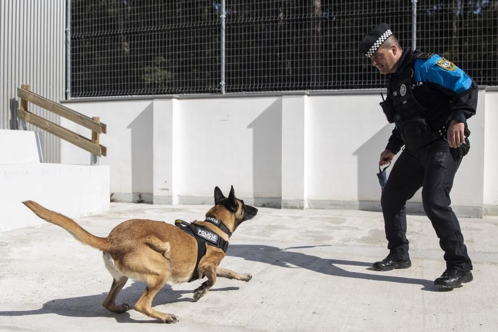 La Unitat Canina de la Policia Local de Lloret de Mar, en acció