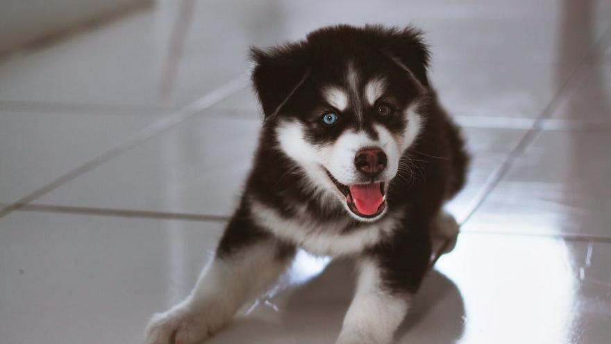 Esto es lo que debes hacer para acostumbrar a tu perro a quedarse solo en casa.