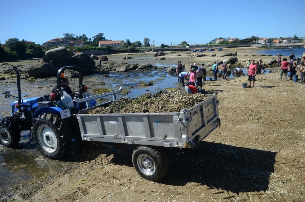 Las mariscadoras de Vilaxoán renuncian al trabajo para evitar más mortandad de bivalvos. // Noe Parga