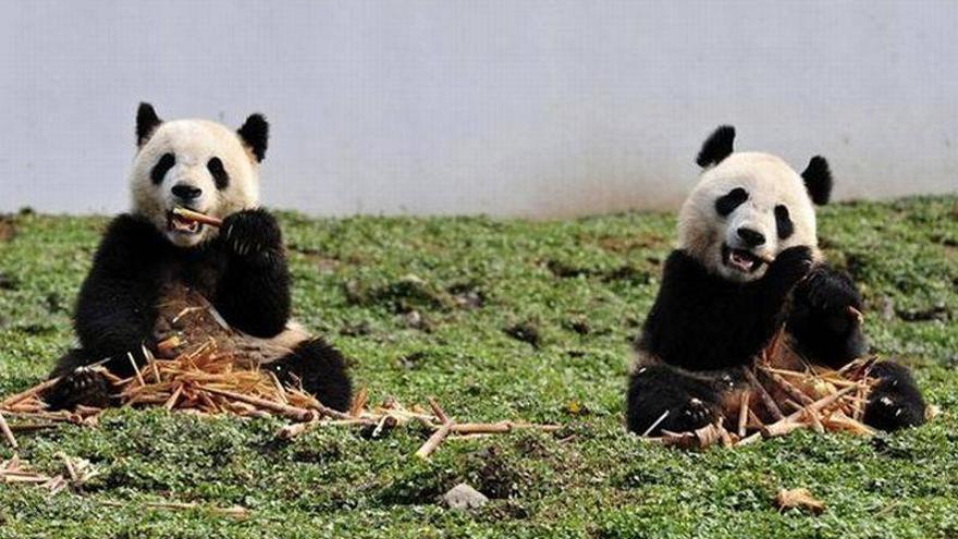 Sitúan el origen del oso panda gigante en Daroca