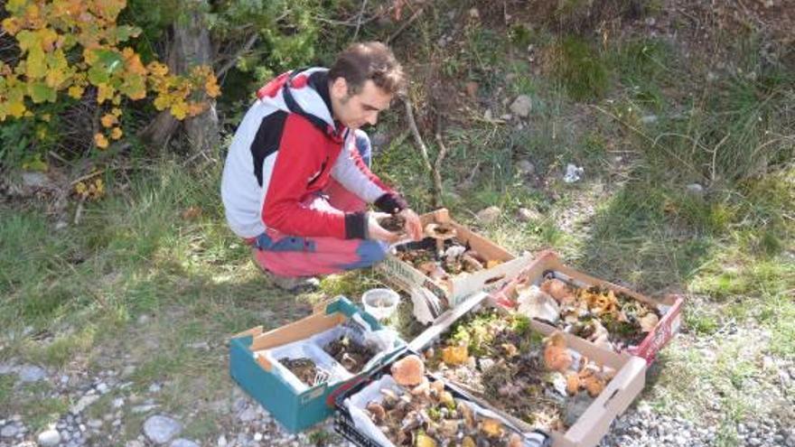 El Grup de Natura del Solsonès ha fet sortides per trobar diverses espècies de bolets a la comarca