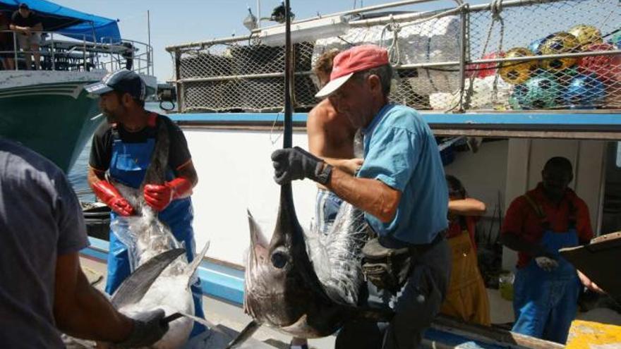 Pescadores descargan sus capturas en el puerto de Santa Pola durante este verano.