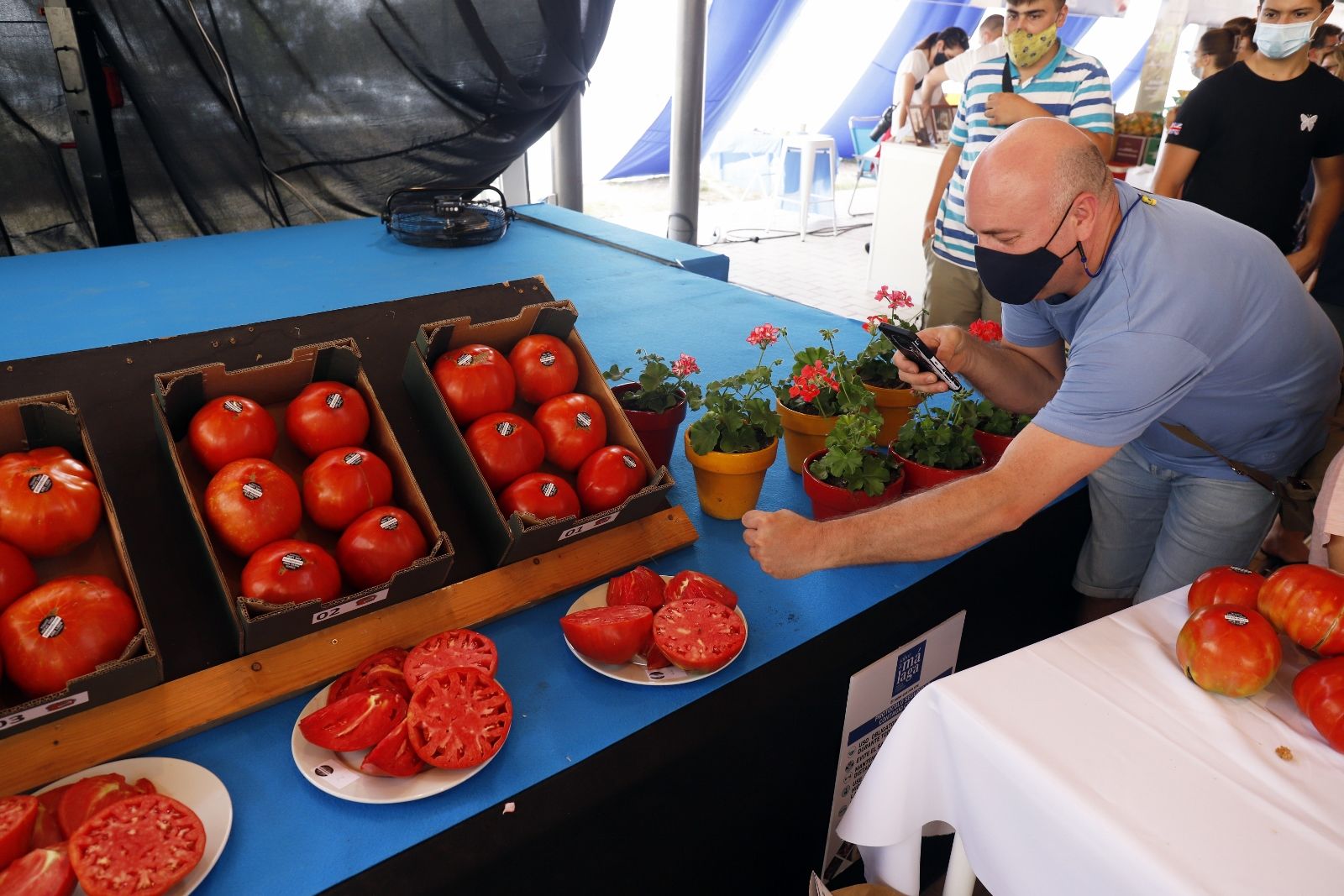 Concurso hortofrutícola de Coín y subasta Mejor Tomate Huevo de Toro