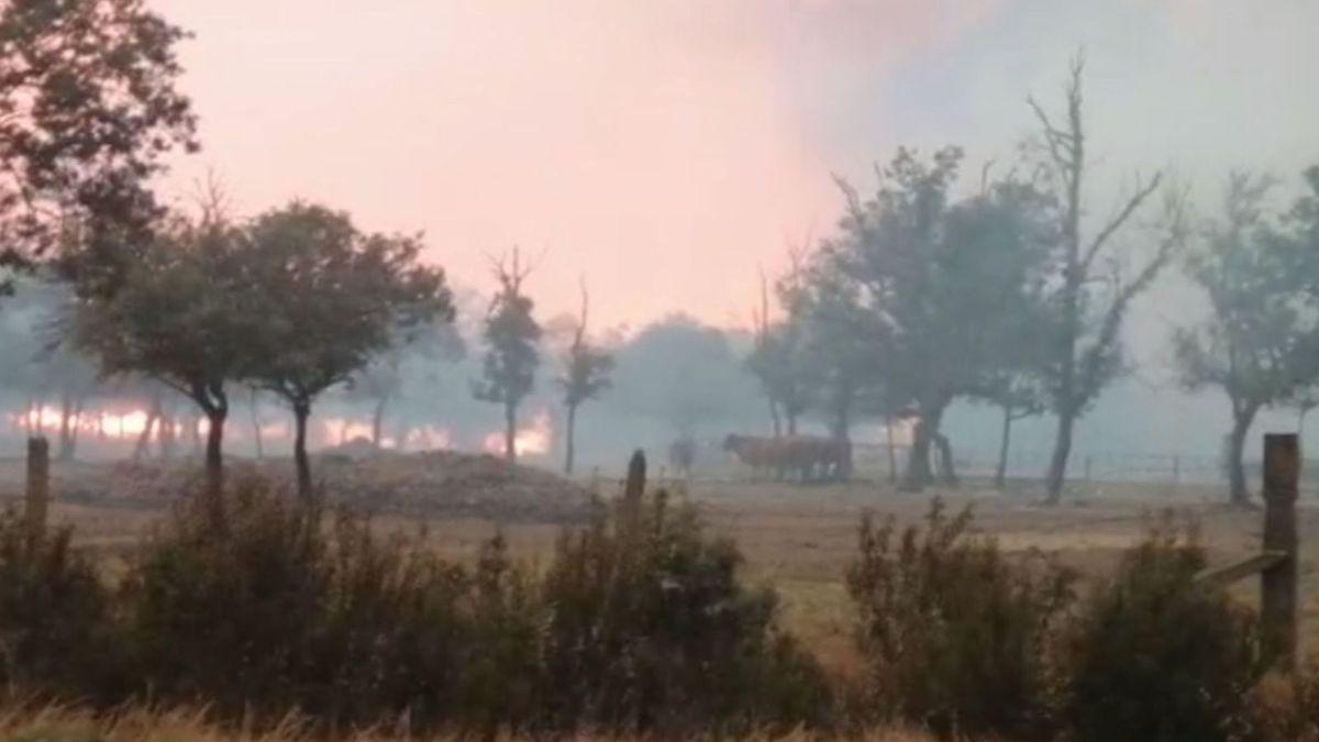 Algunas vacas de Melgar de Tera, con el fuego a escasos metros. /