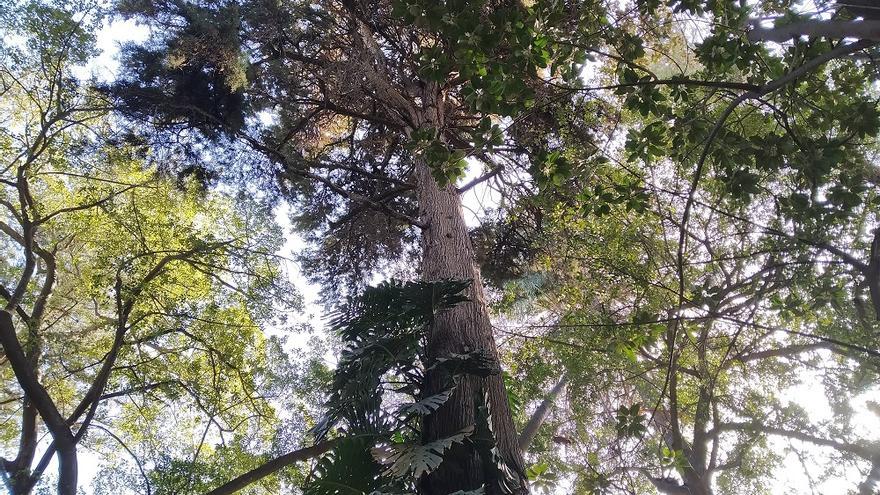 El ciprés de México, planta de marzo del Jardín Botánico de La Concepción