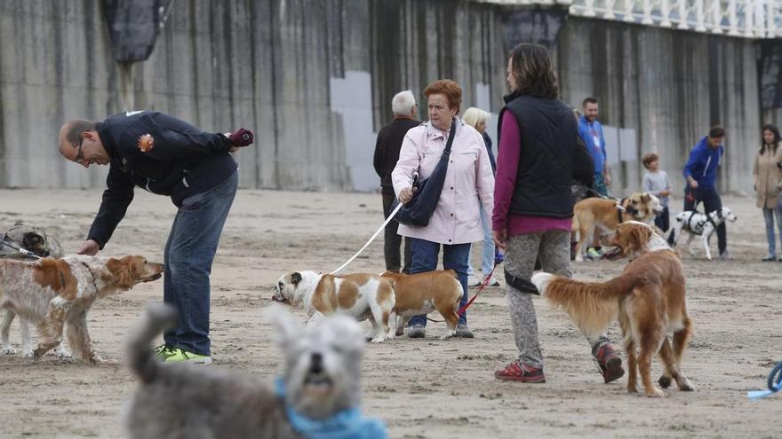Casi 700 firmas piden un horario para el acceso de perros a la playas de Castrillón en verano