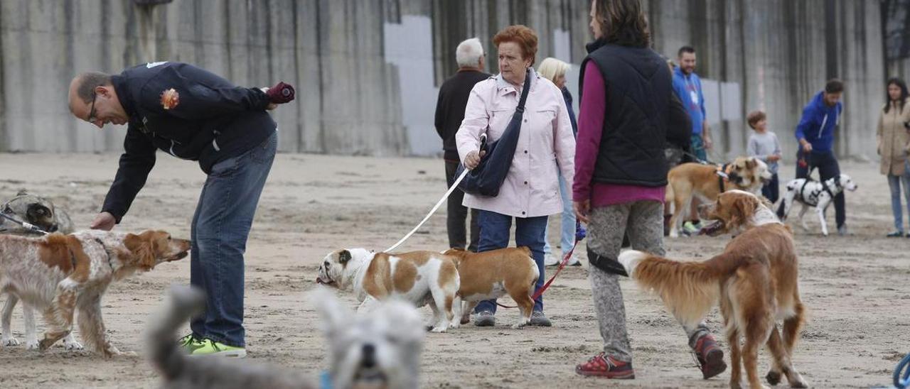 Un grupo de personas con sus perros en la playa de Salinas.