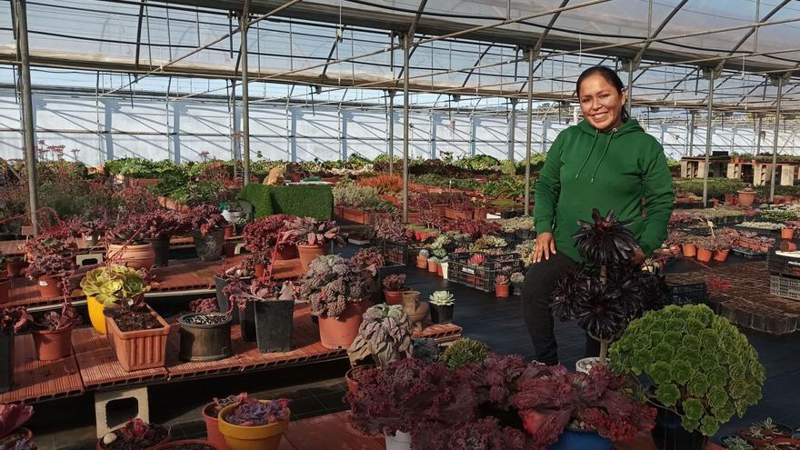 Un viver de l’Albera envia plantes crasses de col·lecció a tot el món