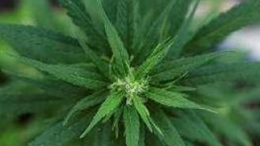 Una planta de marihuana. // B. R.
