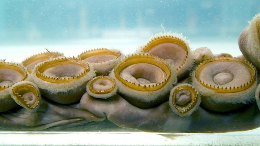 Tentáculos de un kraken. // Museo de Historia Natural de Londres