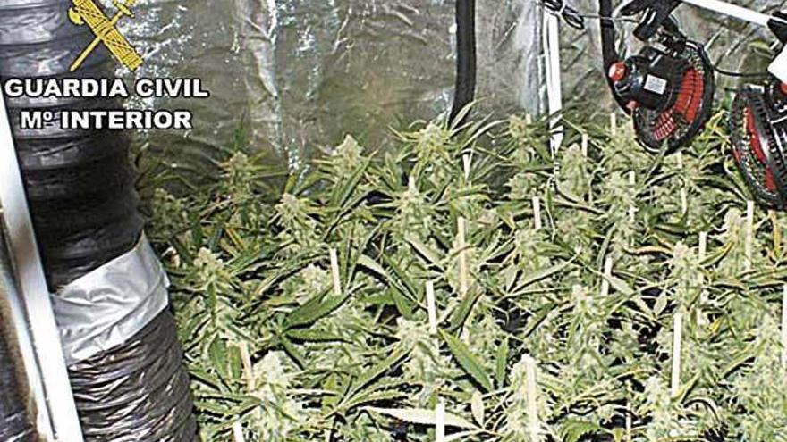 135 plantas de marihuana en Pollença