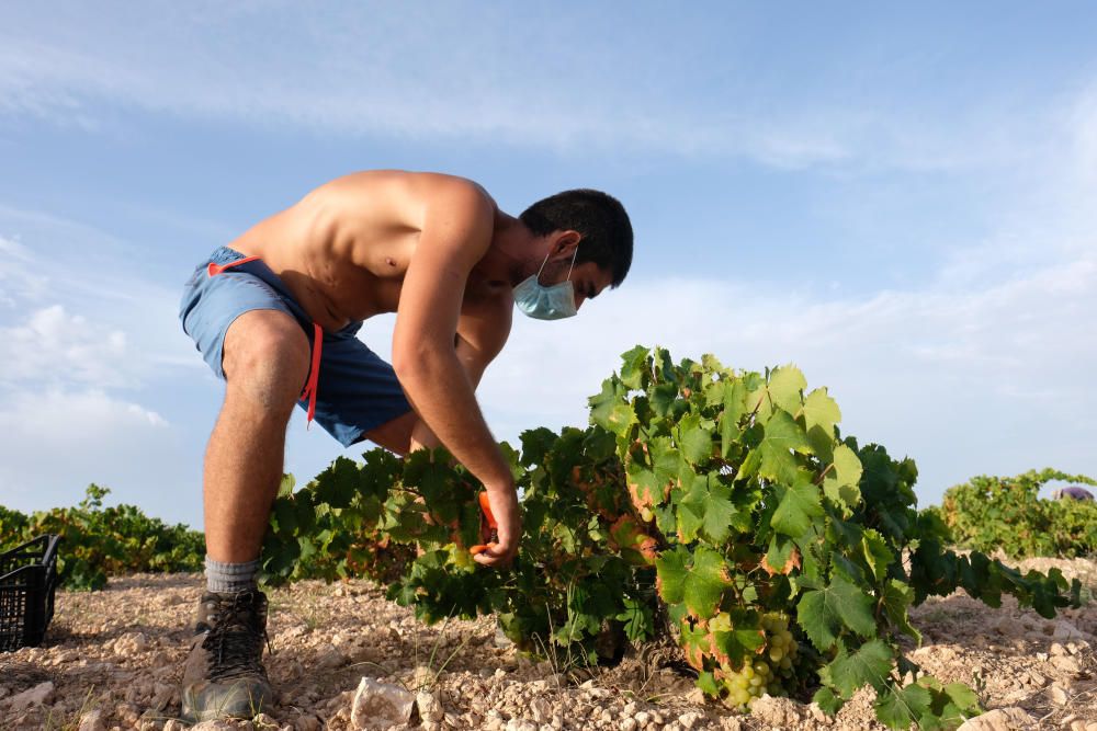 Comienza la vendimia más temprana de la península el parque natural de la laguna de La Mata. Sopla Levante elabora vinos de calidad del viñedo singular matero, sobre dunas fósiles, entre la laguna y e