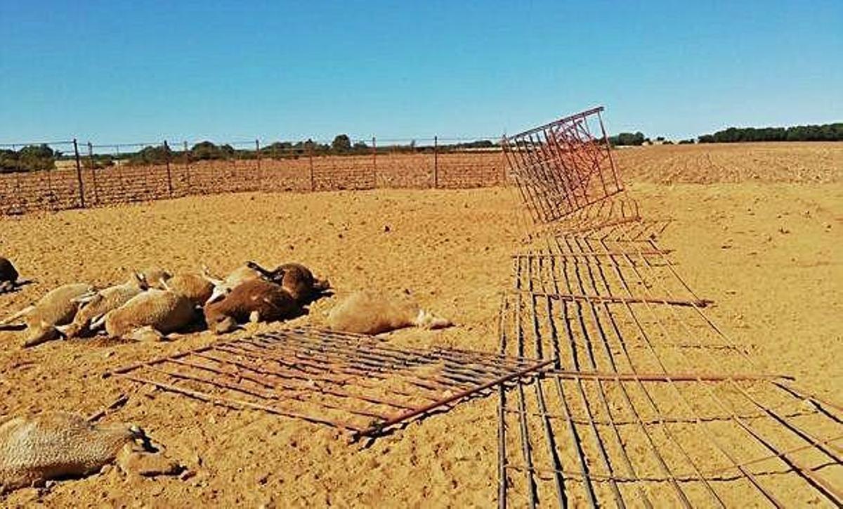 Al menos doce ovejas muertas en un ataque de lobos en Ceadea