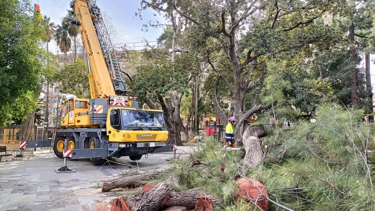 Operarios talan los ejemplares de pino australiano que corrían riesgo de caída y, al fondo, el parque infantil de la Glorieta Gabriel Miró.