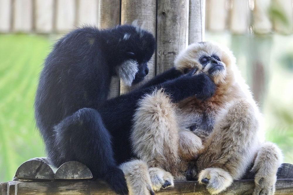 Un pequeño gibón nuevo inquilino del Zoo