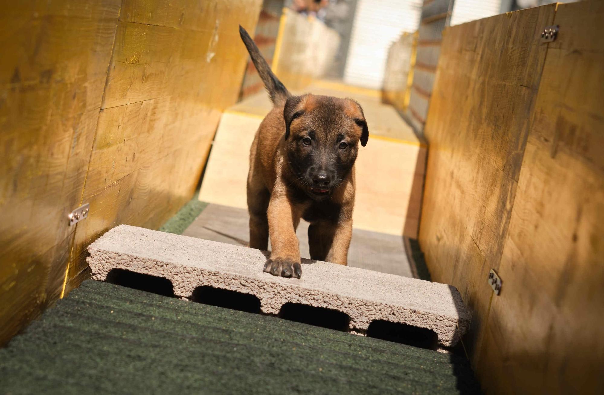 Estos son los nuevos cachorros de la Unidad Canina de la Policía Local de Santa Cruz