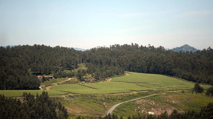 La finca experimental de Martín Códax en Pé Redondo (Meis).