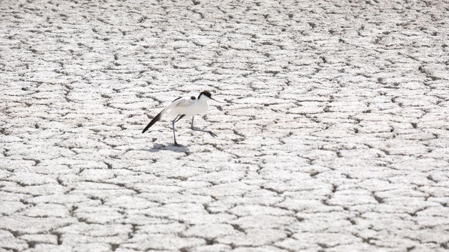 Así serán los próximos 10 años en Alicante: 20 días más de olas de calor, 2 grados más de media y noches ecuatoriales