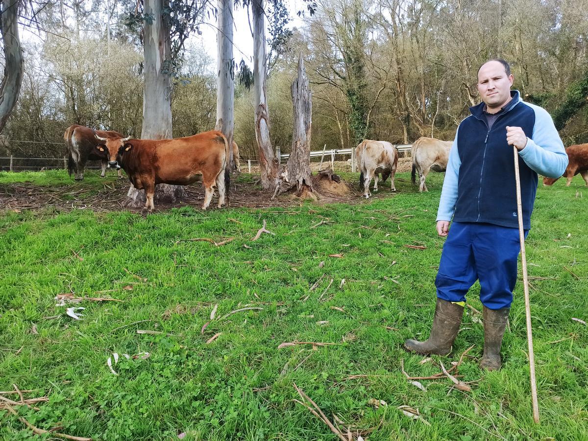 Adrián Iglesias con su ganado en una finca de Santa Cruz de Llanera.