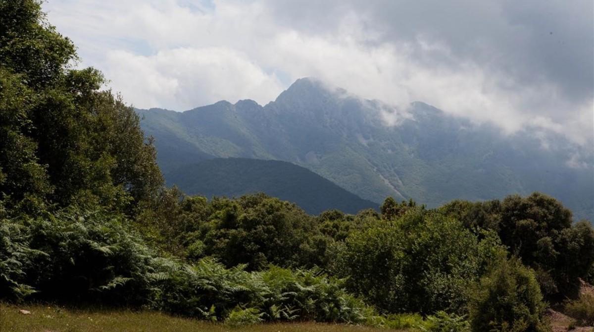 Un paraje boscoso del Montseny.