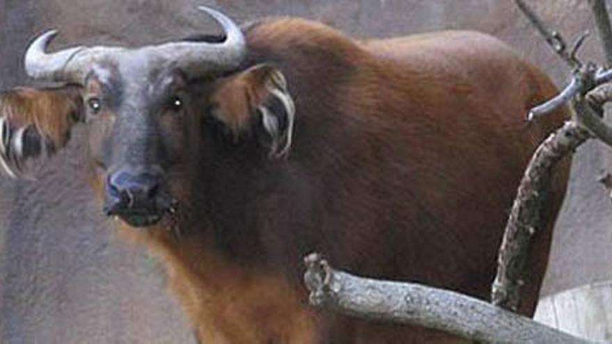 Muere un hombre atacado por un búfalo en el Safari Aitana