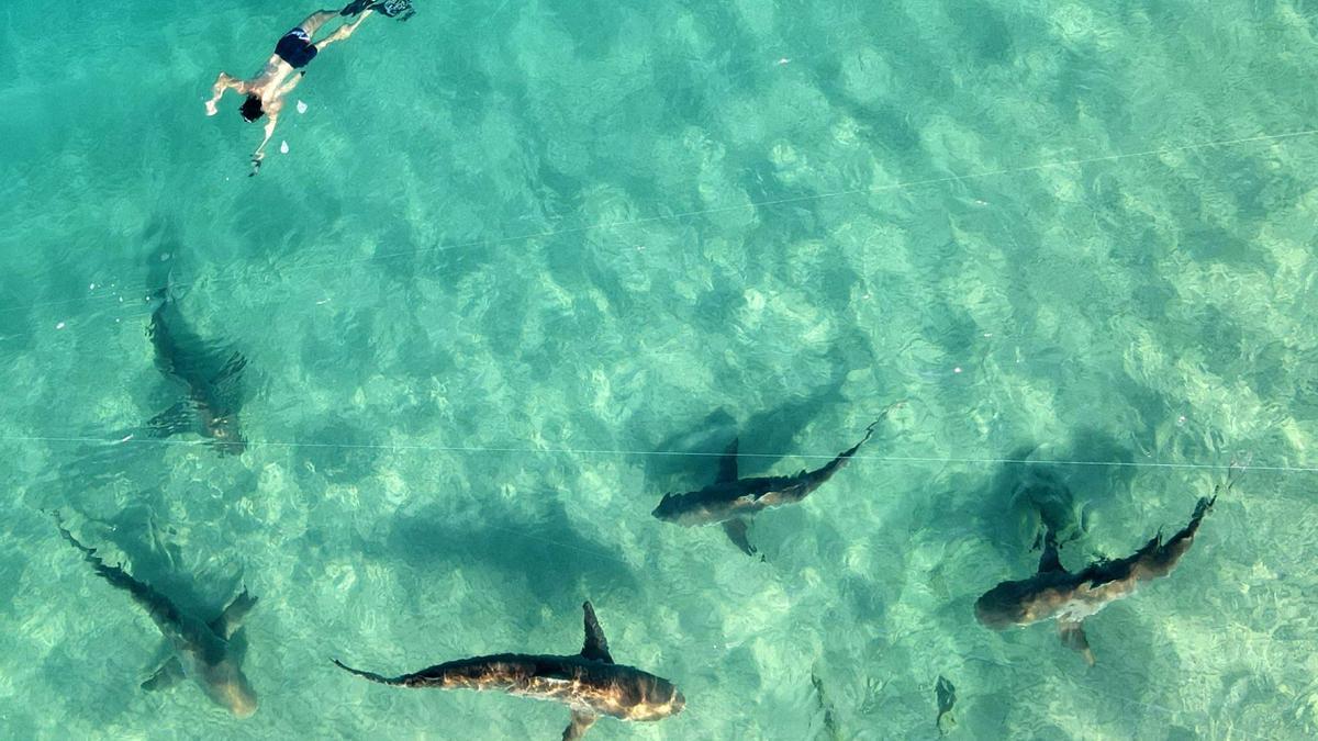 Decenas de tiburones frente a la costa del norte de Israel, donde las aguas del Mediterráneo son más cálidas. El fenómeno atrae a la gente por una rara oportunidad de examinar de cerca al animal salvaje.