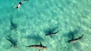 Decenas de tiburones frente a la costa del norte de Israel, donde las aguas del Mediterráneo son más cálidas. El fenómeno atrae a la gente por una rara oportunidad de examinar de cerca al animal salvaje.