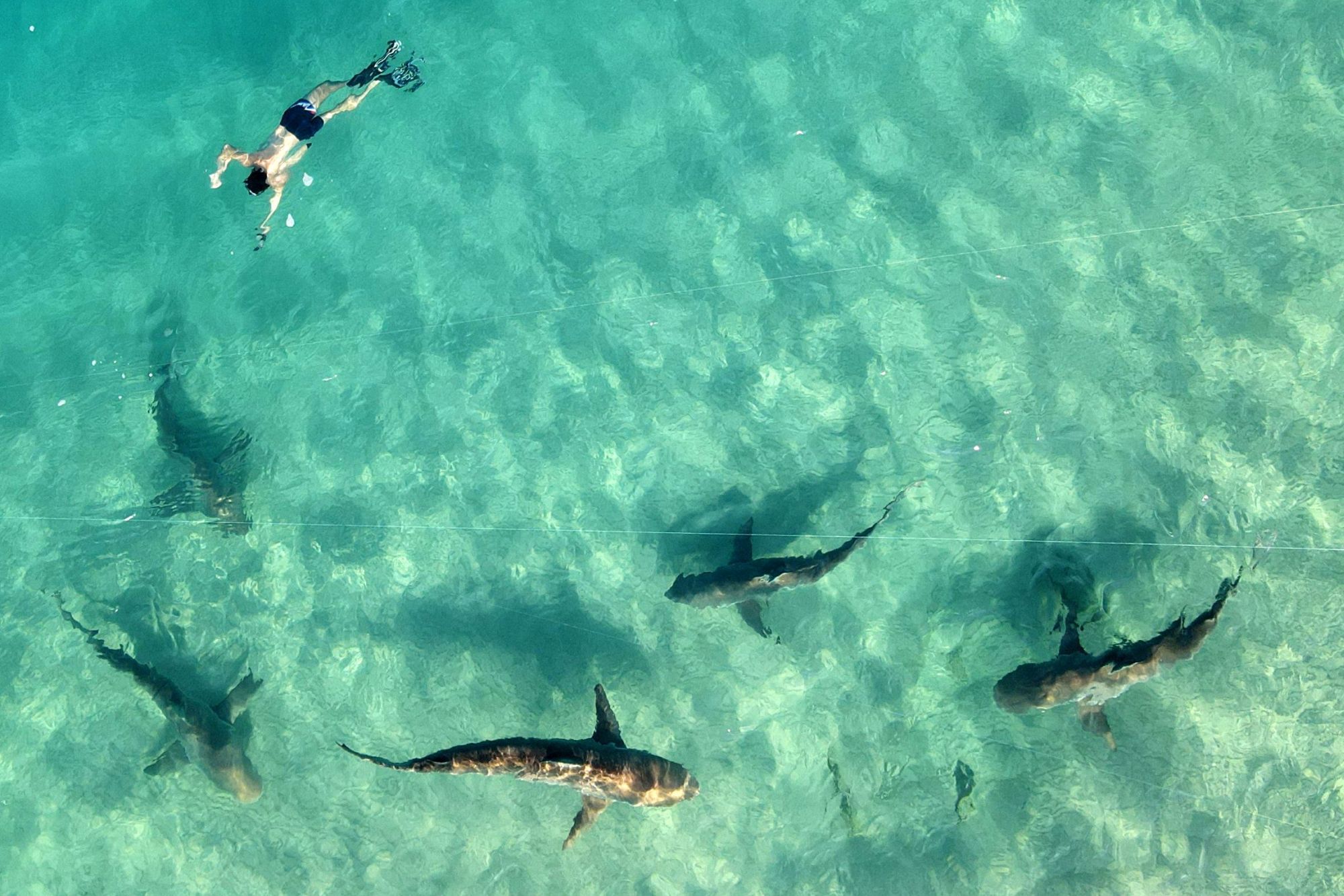 Decenas de tiburones frente a la costa del norte de Israel, donde las aguas del Mediterráneo son más cálidas. El fenómeno atrae a la gente por una rara oportunidad de examinar de cerca al animal salvaje.