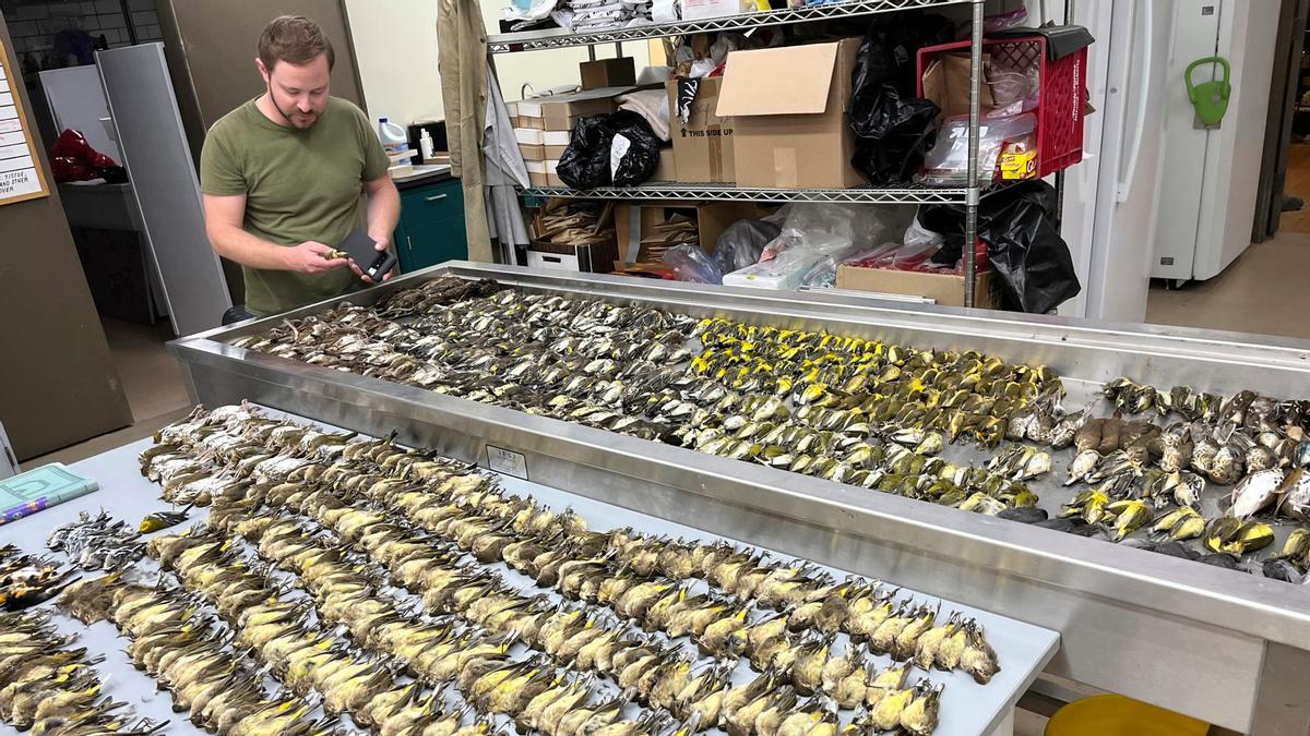 Un trabajador del Museo Field de Chicago inspecciona los cuerpos de más de mil aves muertas al chocar contra las ventanas del centro de convenciones McCormick Place Lakeside Center, en octubre pasado..