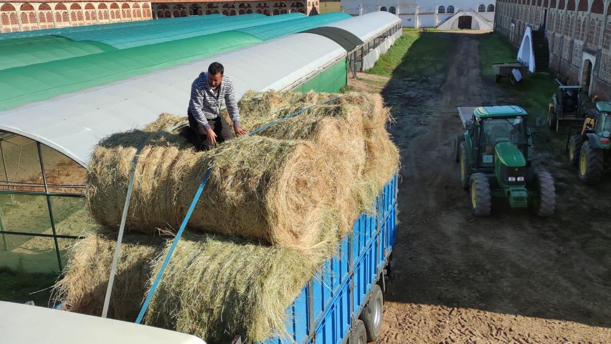 Camiones con kilos de alpacas en la finca La Haza.