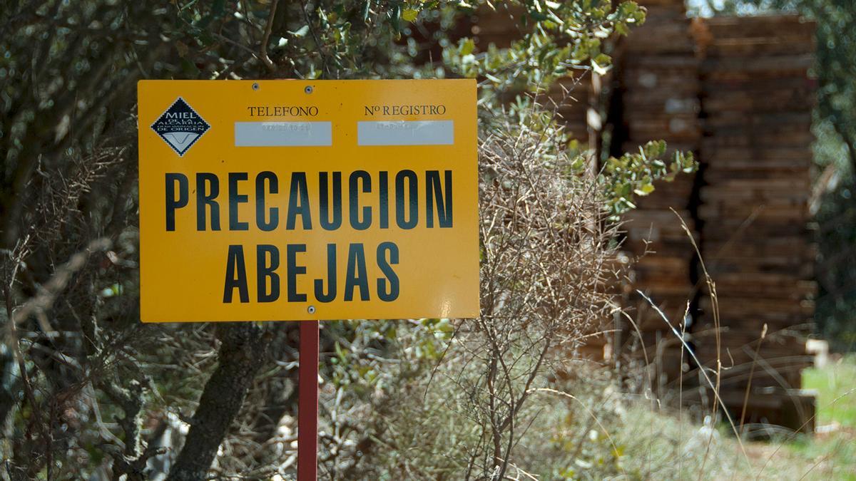 De no limitarse la actividad de los apicultores, los incidentes por picaduras o reacciones alérgicas entre agricultores, recolectores, podadores o vecinos aumentarían según el CGC.