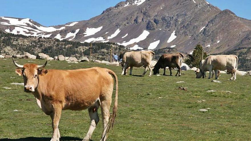 Un ramat de vaques de Llívia a les pastures de les Bulloses, de propietat municipal