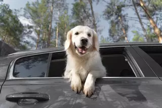 ¿Vas dejar a tu mascota en el coche este verano? Cuidado con esta multa