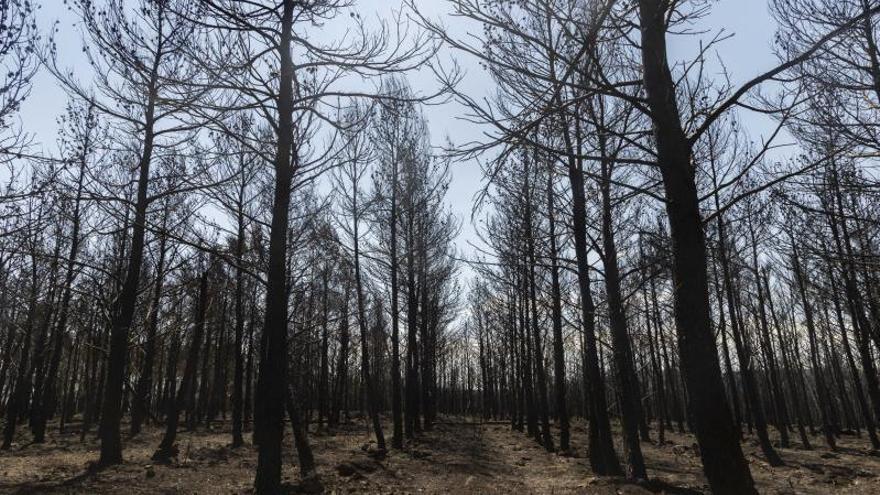 El incendio está estabilizado tras arrasar  el 8 % de los Serranos y el Alto Palancia