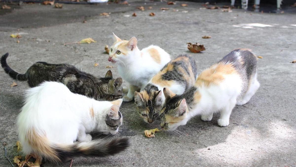 Un grupo de gatos comiendo en la calle. 