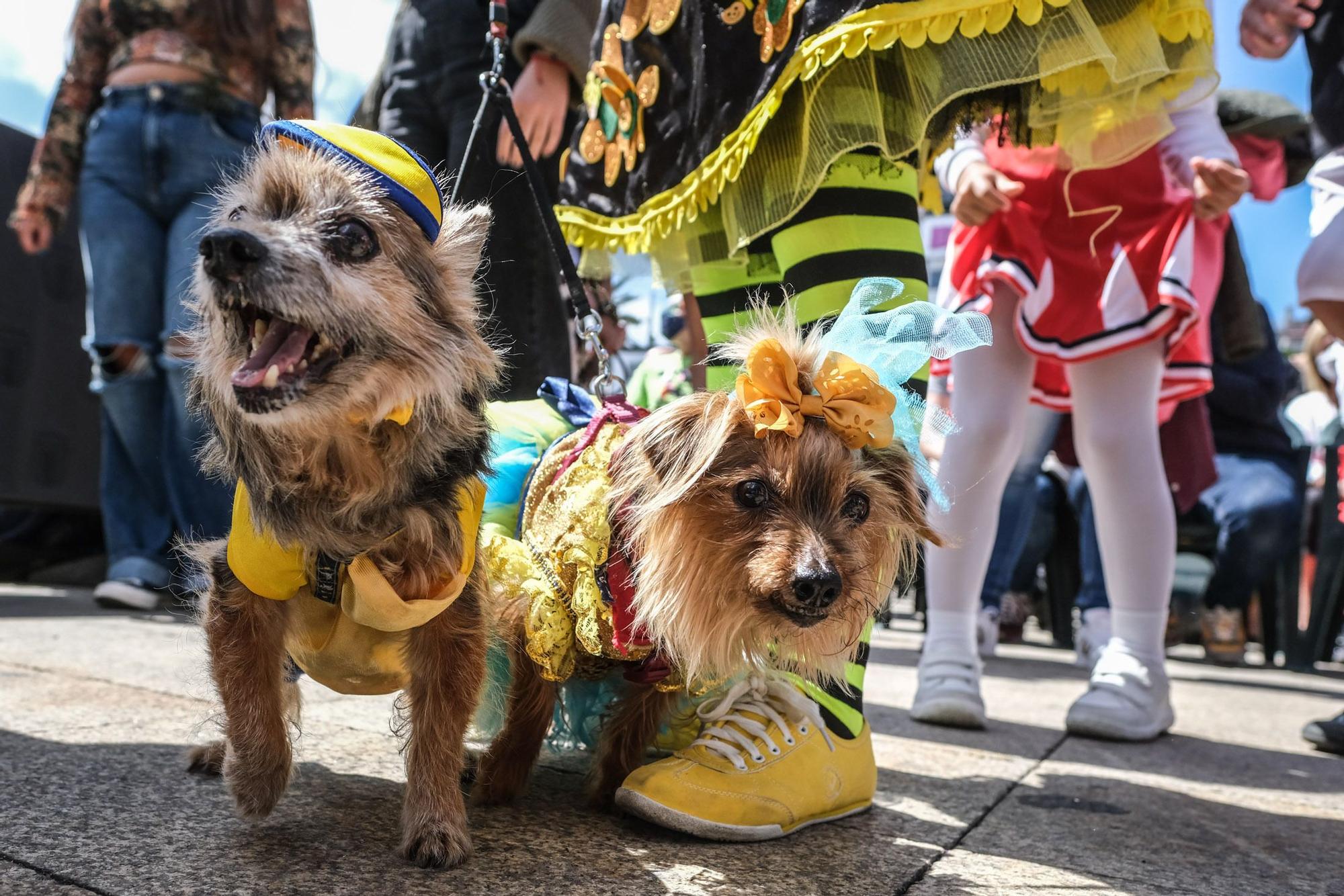 Carnaval Canino de Las Palmas 2022