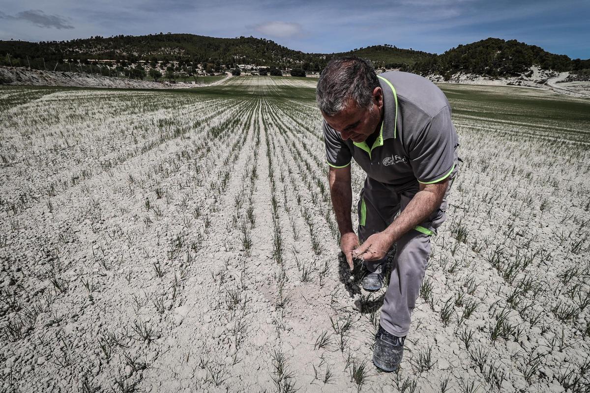 Un agricultor muestra las consecuencias de la sequía en un campo de cereales.