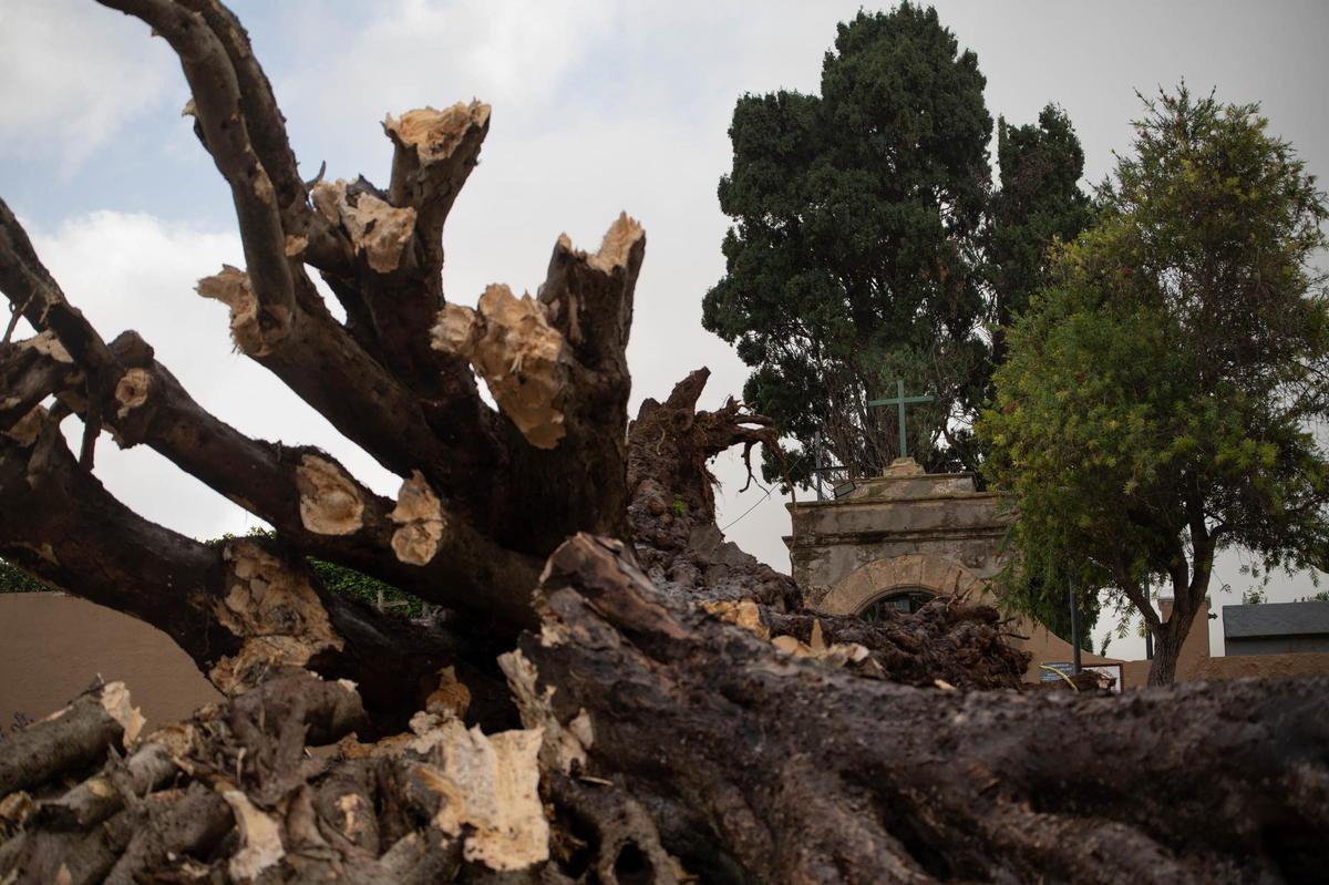 Drago de San Francisco, en Los Realejos, caído por el temporal