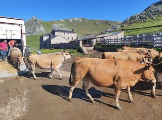 Pinos, la "guerra" de pastos de los cien años:  un siglo entre vacas y abogados
