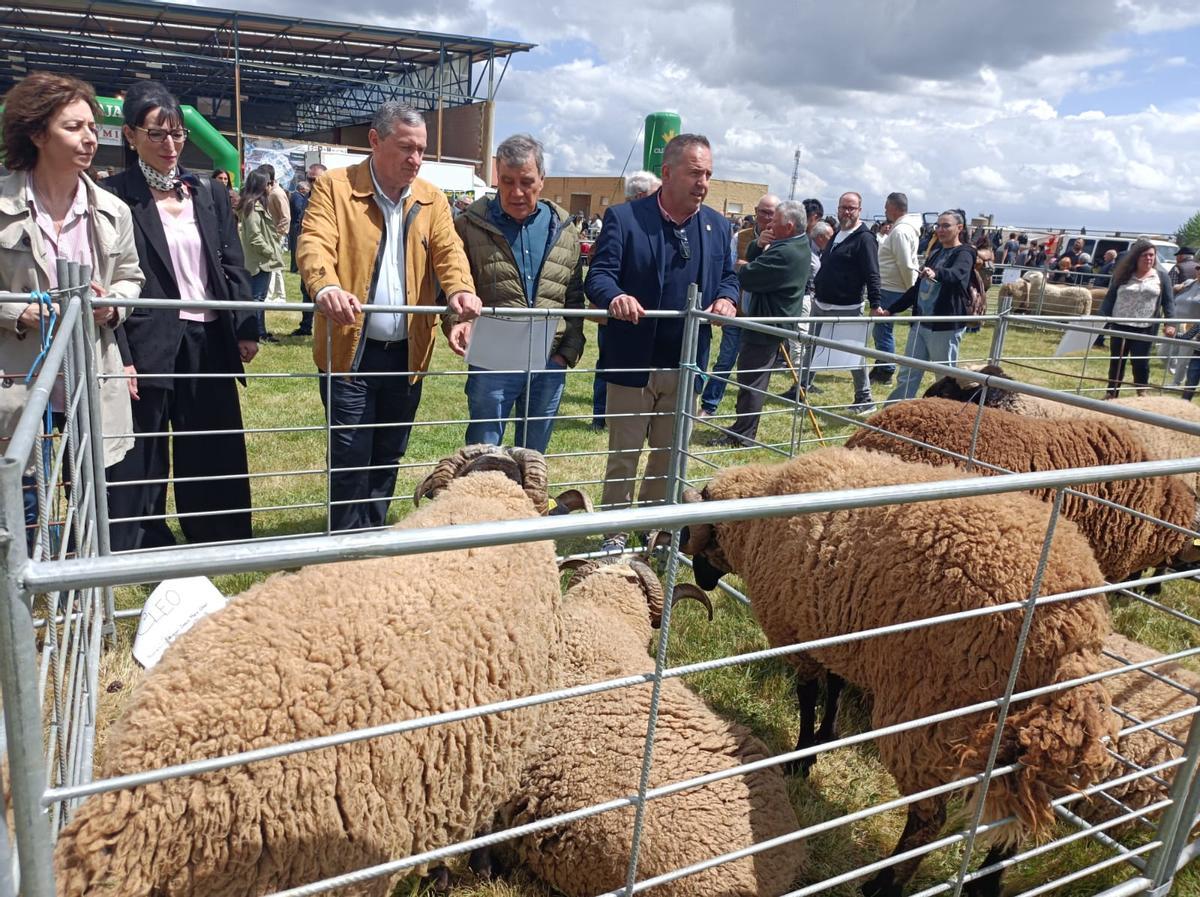 GALERÍA | La raza “Castellana”, alma y corazón del medio rural en Carbajales GALERÍA | La raza “Castellana”, alma y corazón del medio rural en Carbajales