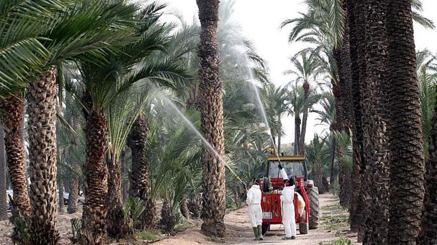 Fumigación contra el picudo rojo en un huerto de palmeras situado en el entorno del hospital de Elche, realizada a finales del pasado año por el Ayuntamiento de Elche