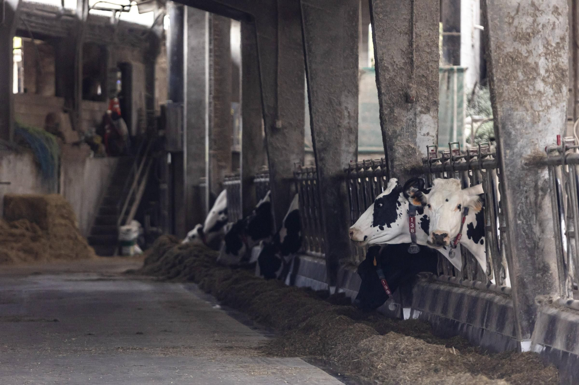 En imágenes | Un viaje por el drama de las vacas de Tineo