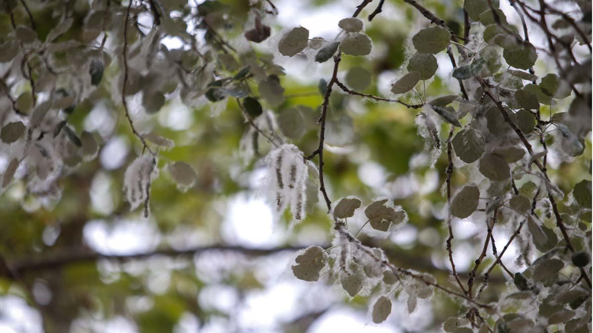 Polen en las ramas de un árbol