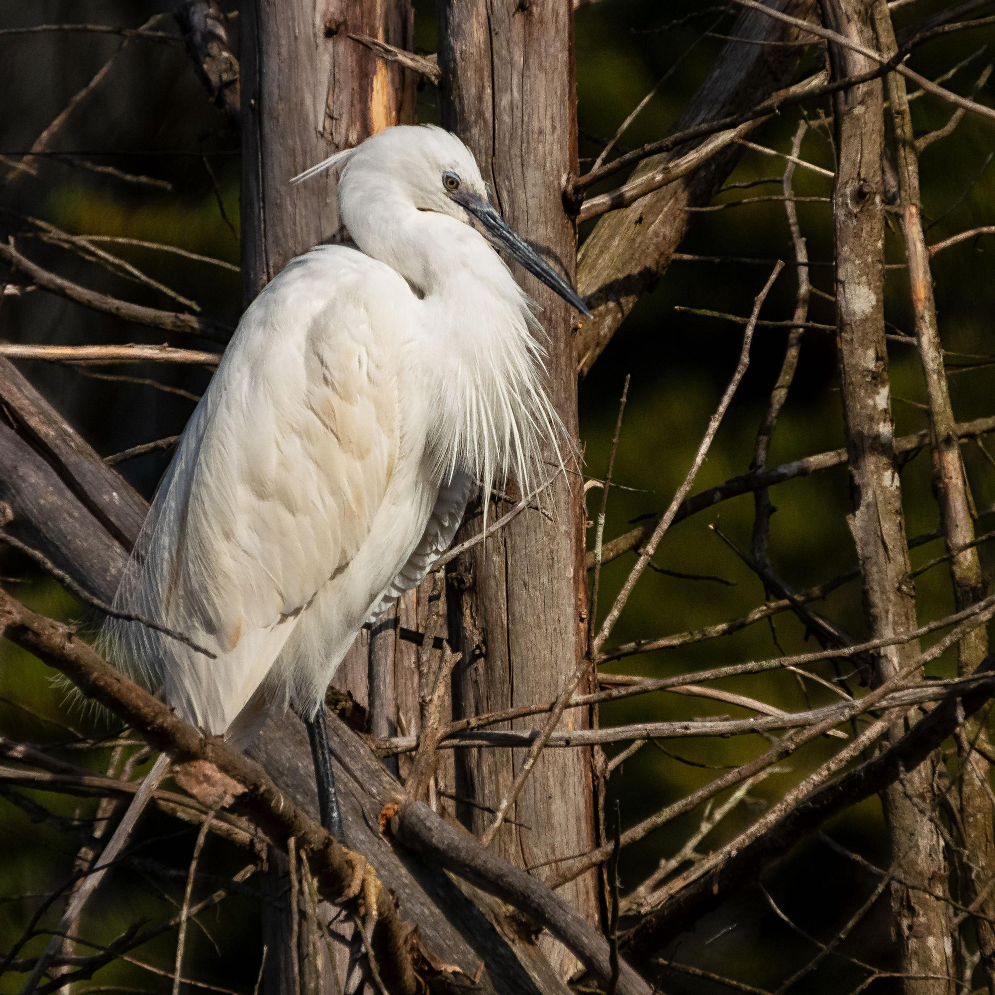 La ría, un espacio único en el que observar más de 300 especies de aves