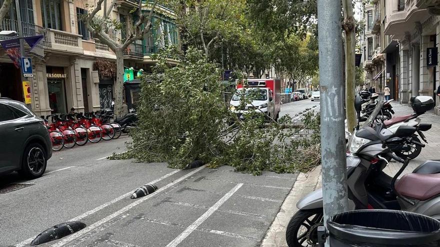 Árbol caído en Barcelona por los fuertes vientos